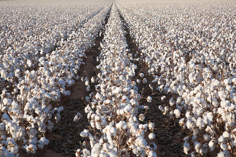 Cottonseed Oil